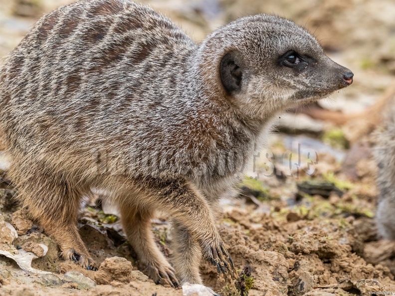 Suricata_suricatta_3011007.jpg