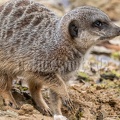 Suricata suricatta 3011007