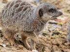 Suricata suricatta 3011007