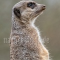 Suricata suricatta 3011050