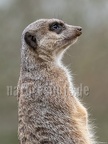 Suricata suricatta 3011050