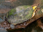 Cuora aurocapitata 3010115
