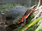 Cuora cyclornata cyclornata male 3010105
