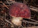 Mushroom 9257685