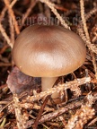 Mushroom 9257694