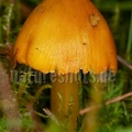 Hygrocybe conica 9257723