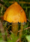 Hygrocybe conica 9257723