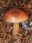 Mushroom 9257727