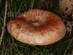 Lactarius sp. 9257742