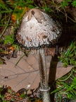 Coprinus comatus 9257748