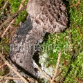 Strobilomyces strobilaceus 9257756