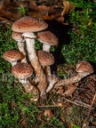 Armillaria solidipes 9257778