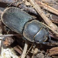 Dorcus parallelipipedus female 5140697