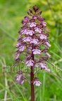 Orchis purpurea 5140685