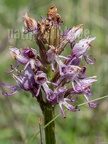 Orchis simia 5211574