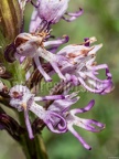 Orchis simia 5211596