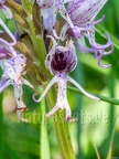 Orchis simia 5211713