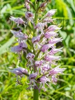 Orchis simia 5211715