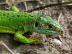 Lacerta bilineata 5200631
