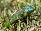 Lacerta bilineata 5211265