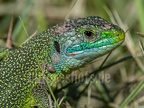 Lacerta bilineata 5211284