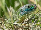 Lacerta bilineata 5211329
