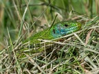 Lacerta bilineata 5211357