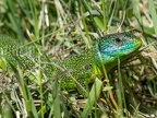 Lacerta bilineata 5211367
