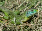 Lacerta bilineata 5211390