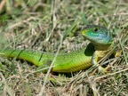 Lacerta bilineata 5211437