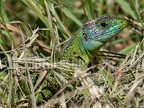 Lacerta bilineata 5211478