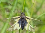 Libelloides coccajus 5211691