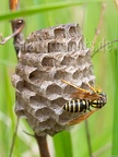 Polistes sp. 5200662