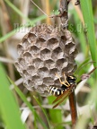 Polistes sp. 5200673