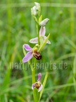 Ophrys apifera 6122064