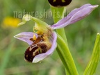 Ophrys apifera 6122078