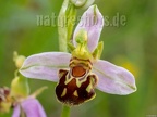 Ophrys apifera 6122085