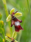 Ophrys insectifera 6122090