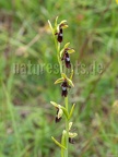 Ophrys insectifera 6122095