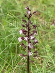 Orchis purpurea 6122111