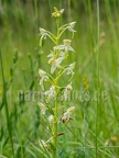 Platanthera chlorantha 6122106