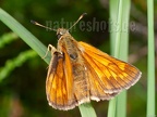 Ochlodes sylvanus female 6291145
