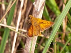 Ochlodes sylvanus male 6291172