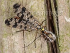 Panorpa sp. female 6037096