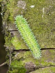 Periclista pilosa larva 6037073