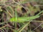 Ruspolia nitidula female 8270828