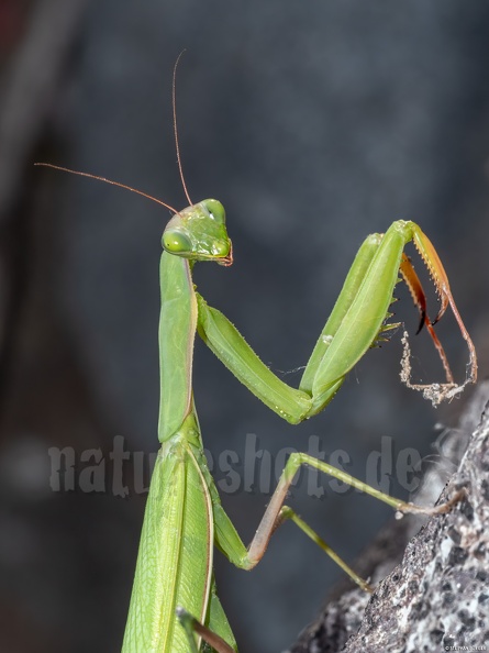 Mantis_religiosa_female_8260079.jpg