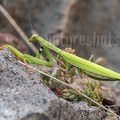 Mantis religiosa female 8260103