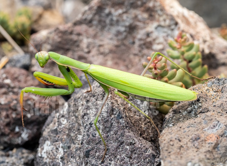 Mantis_religiosa_female_8260155.jpg