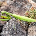Mantis religiosa female 8260155